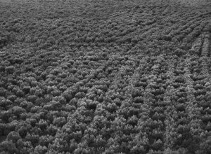 004.jpg:04. Delphi: Olive Grove